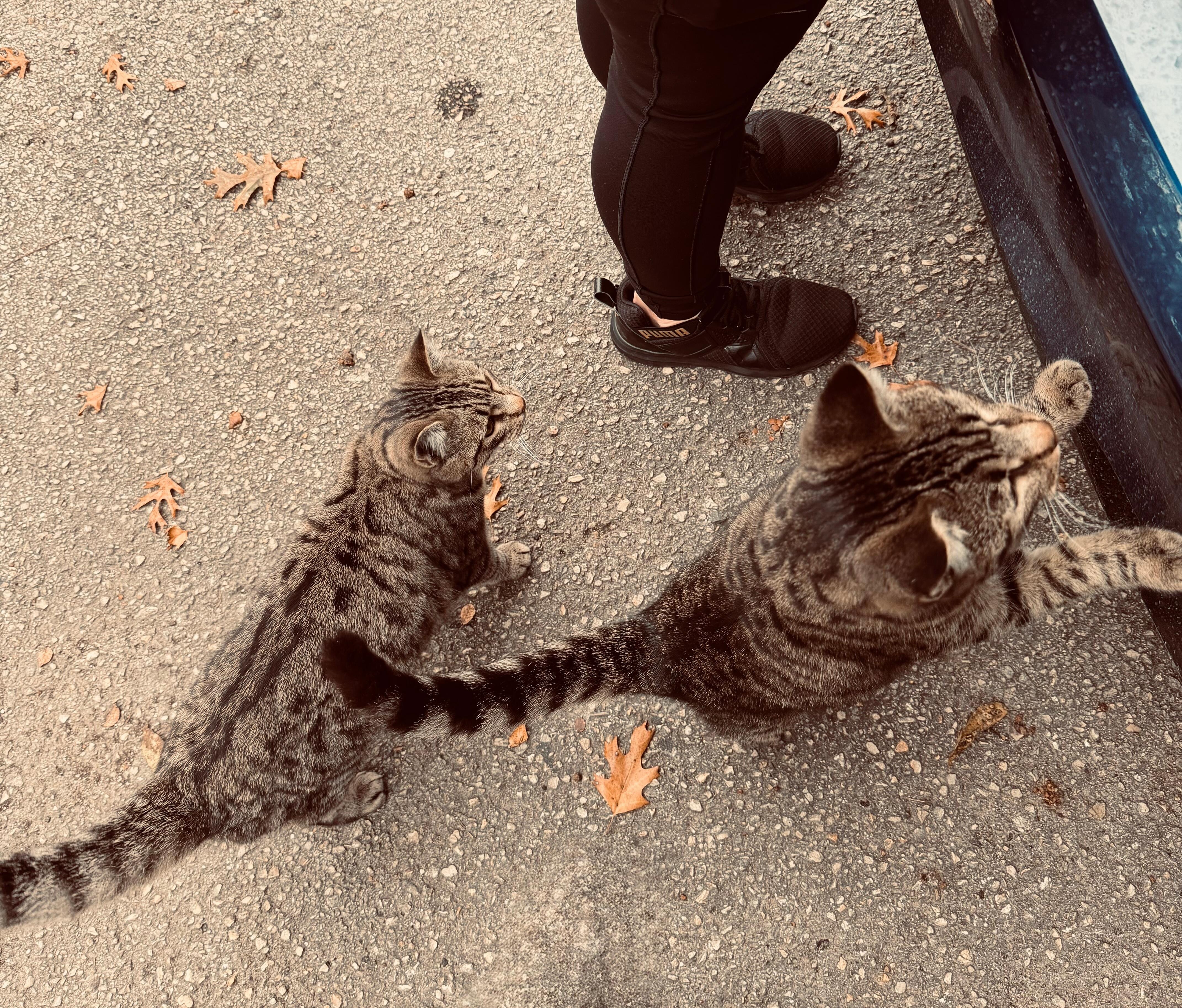 The newborn cats trying to get in my car