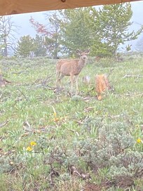 Muley forkhorn at 20 yards