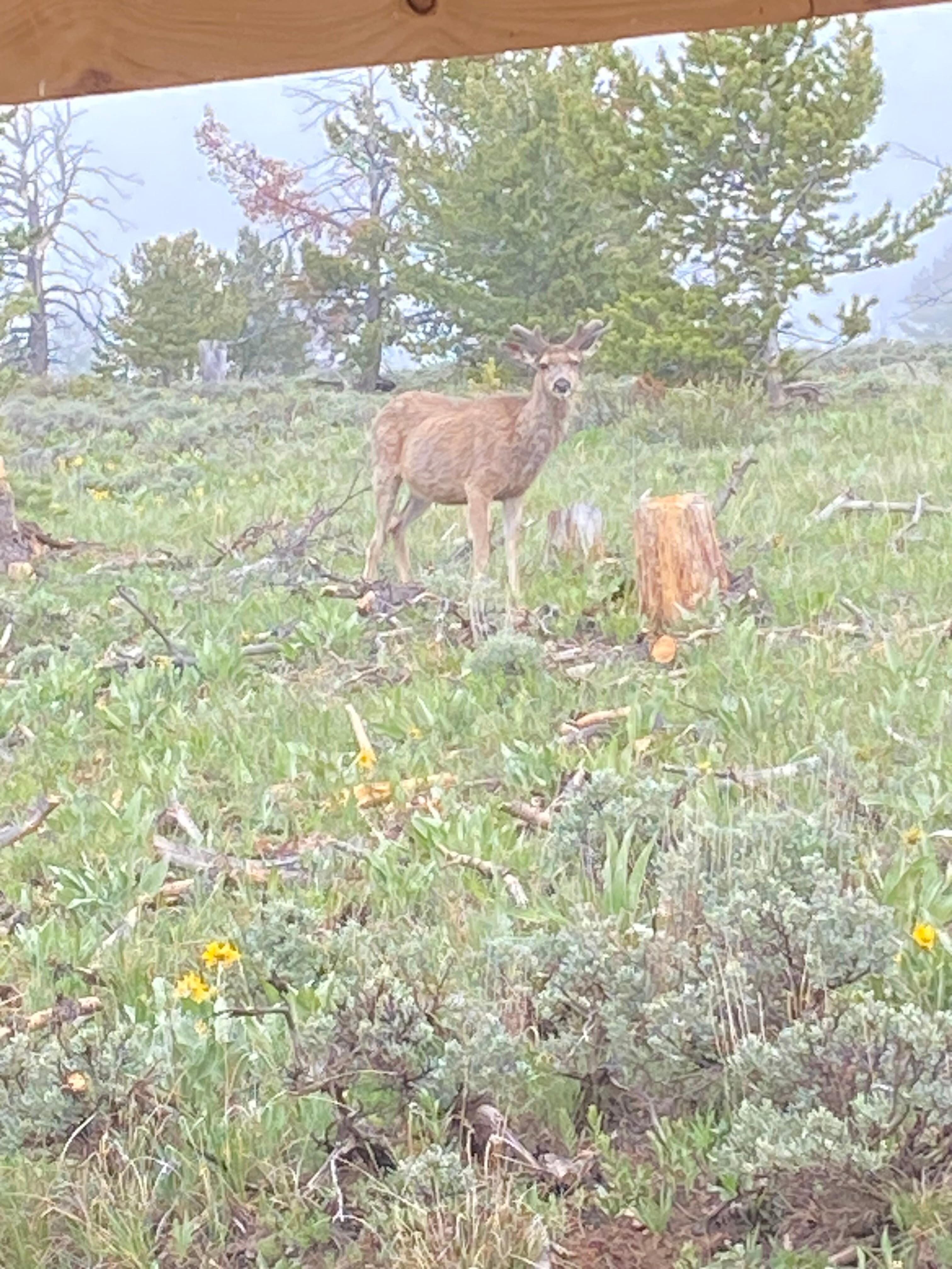 Muley forkhorn at 20 yards