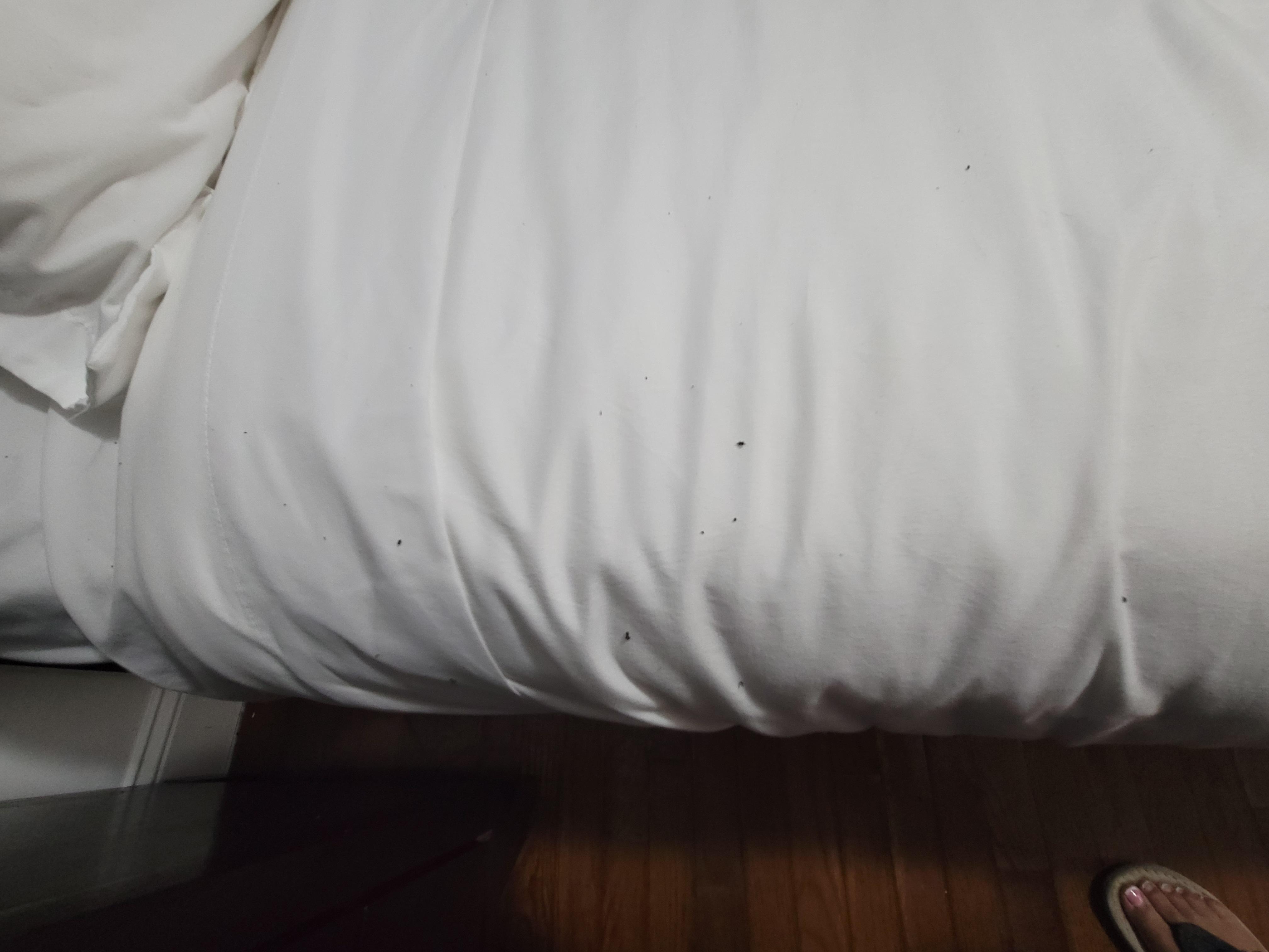 Bugs on bed