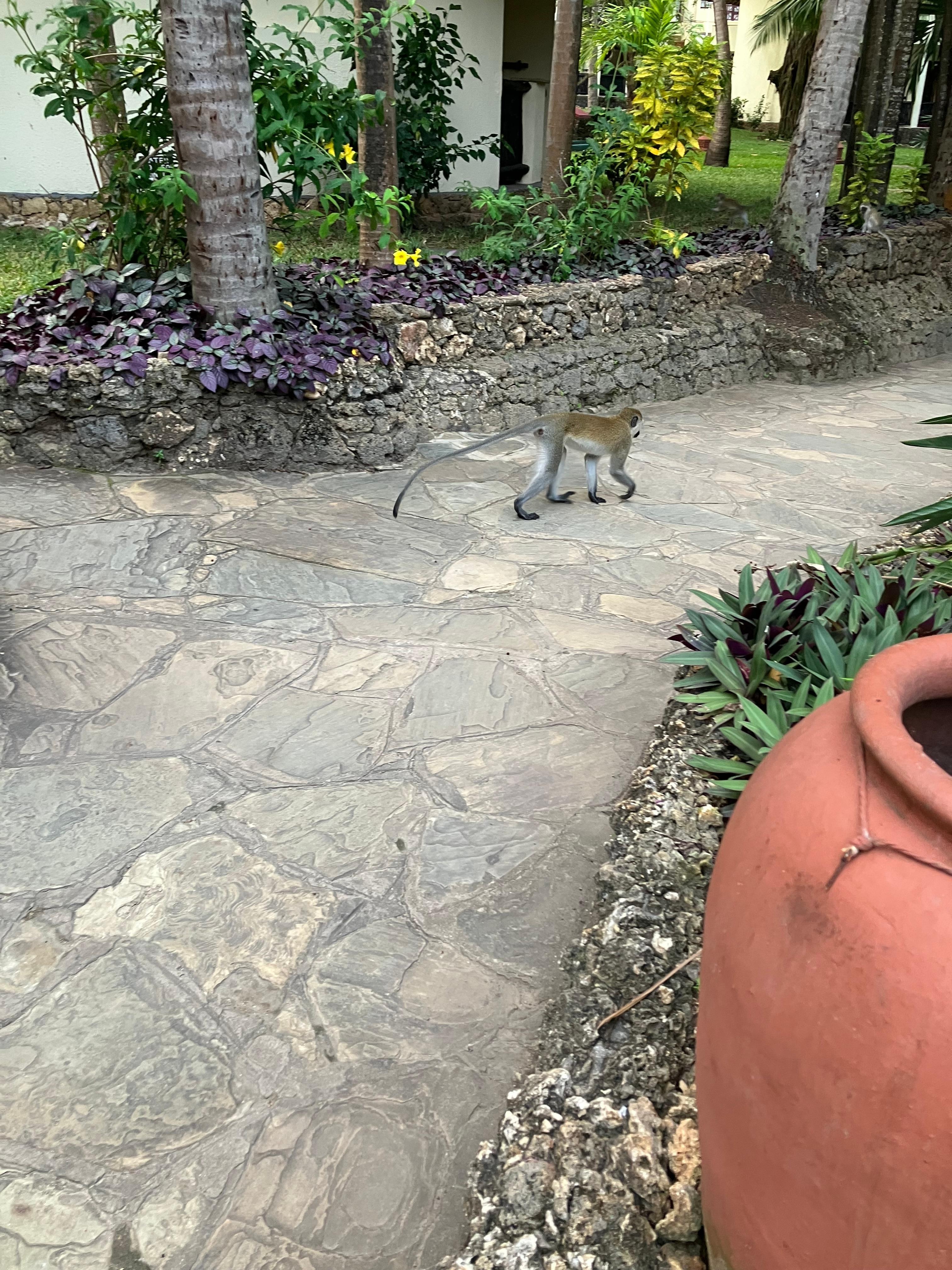 Little monkey visiting the resort