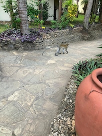 Little monkey visiting the resort