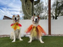 Our sweet “turkeys”