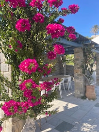 Flowers on the pergala that covers a large dining table near the pool.