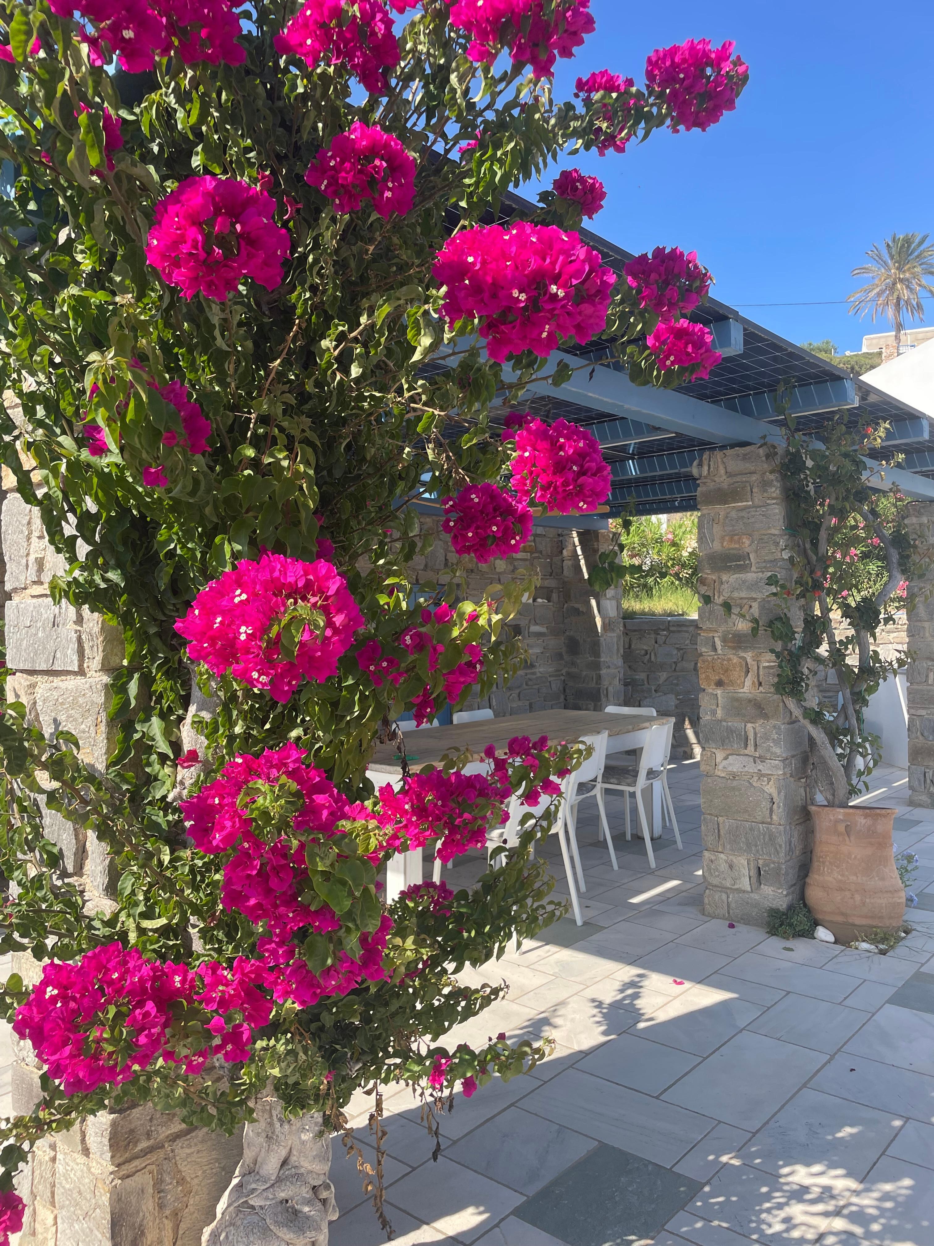 Flowers on the pergala that covers a large dining table near the pool. 