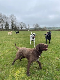 Plenty of space for 7 dogs having the best time!