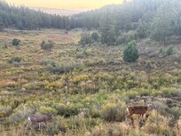 Deer grazing in the open field behind the house.