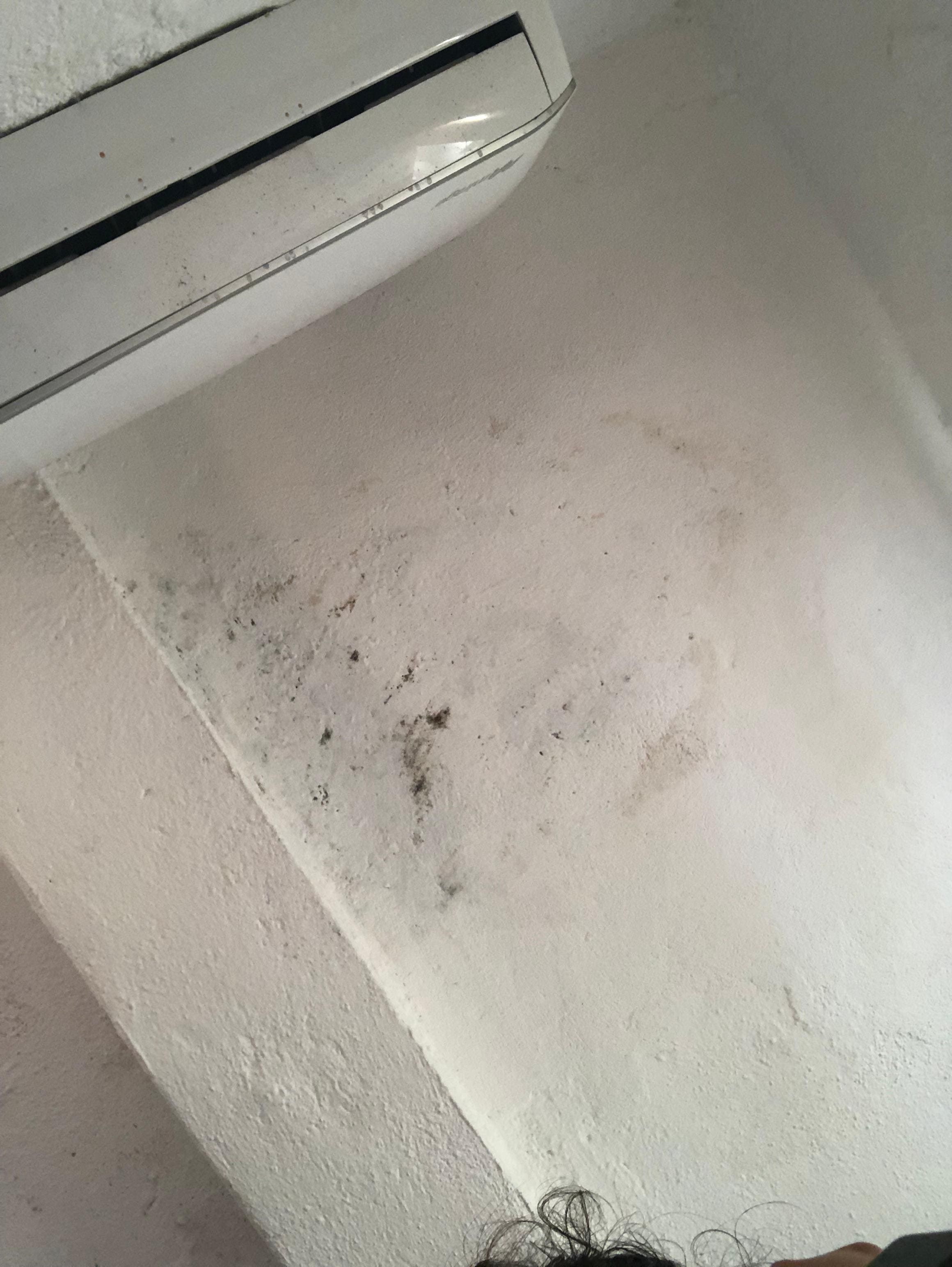 1.- black mold in ceiling.