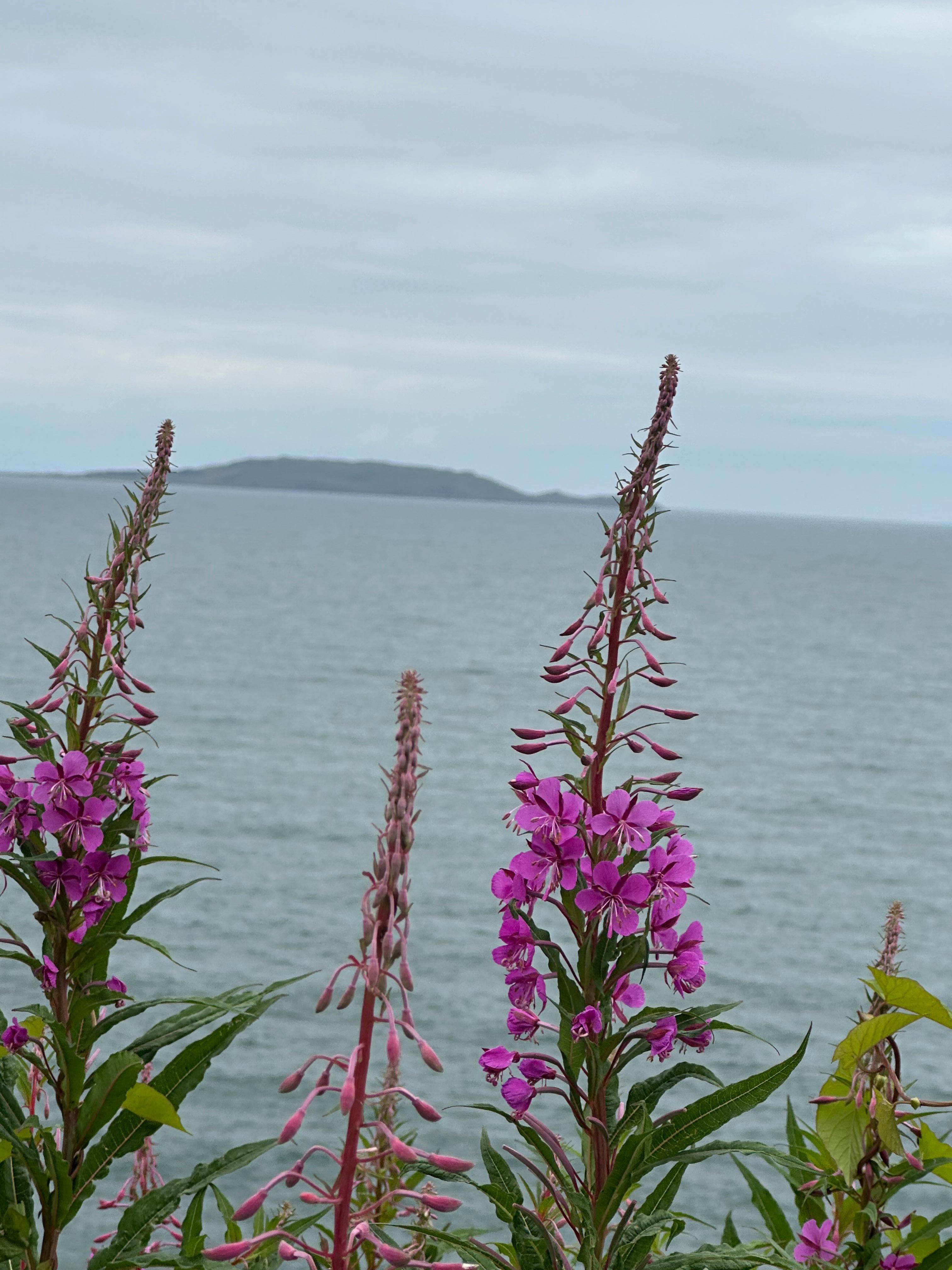 Ireland cliff walk from Howth