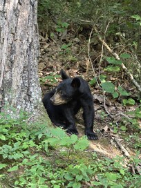 Baby bear at the cabin