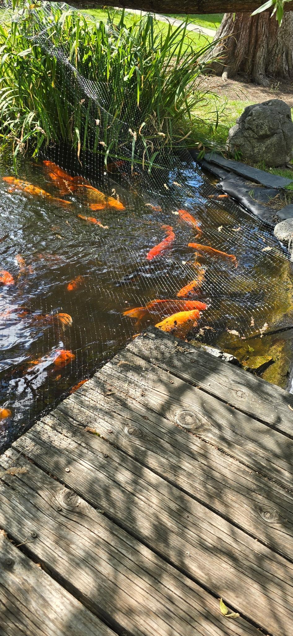 The Fish Pond