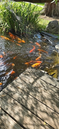 The Fish Pond
