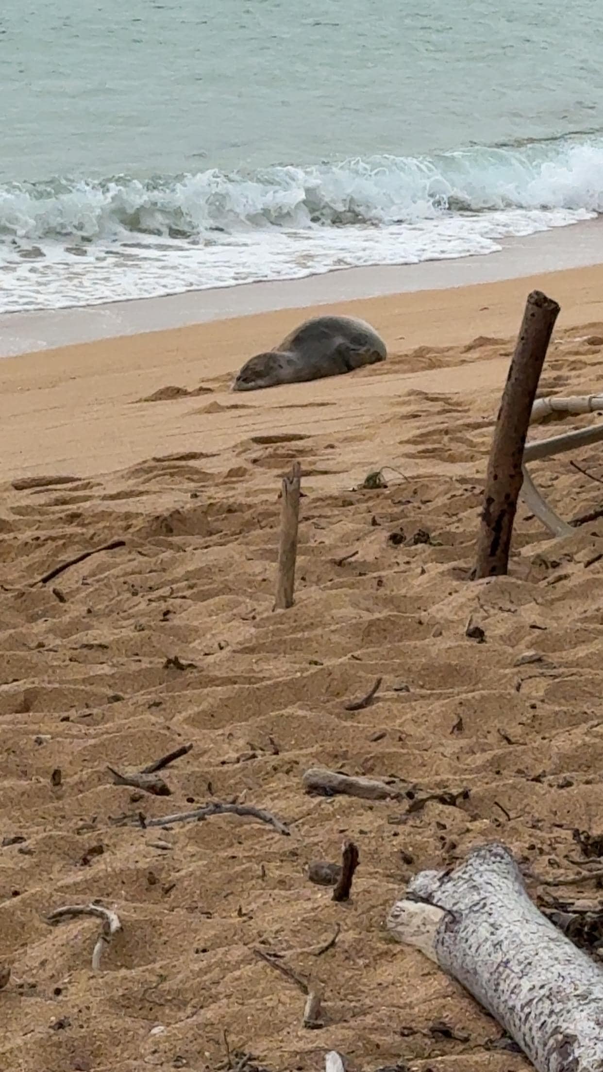 The monk seals visited often on the beach