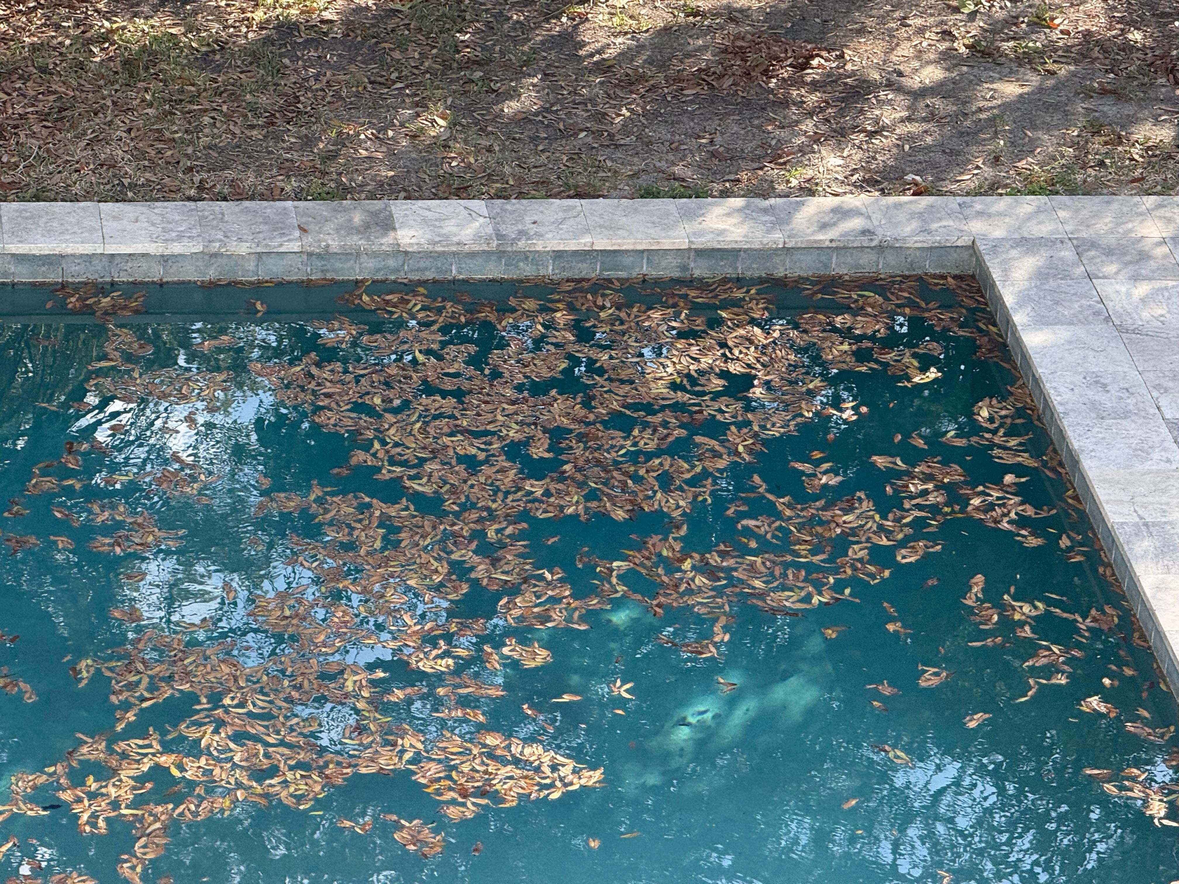 Pool condition upon arrival, entire pool like this. 