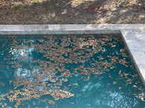 Pool condition upon arrival, entire pool like this.