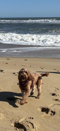 Ruby enjoyed the beach!