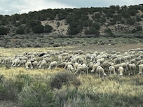 Sheep, Sheep, everywhere just west if you drive the back roads!