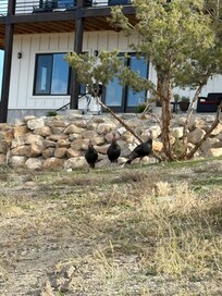 The wild turkeys and deer are so fun!