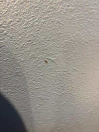 Unknown items scattered on walls