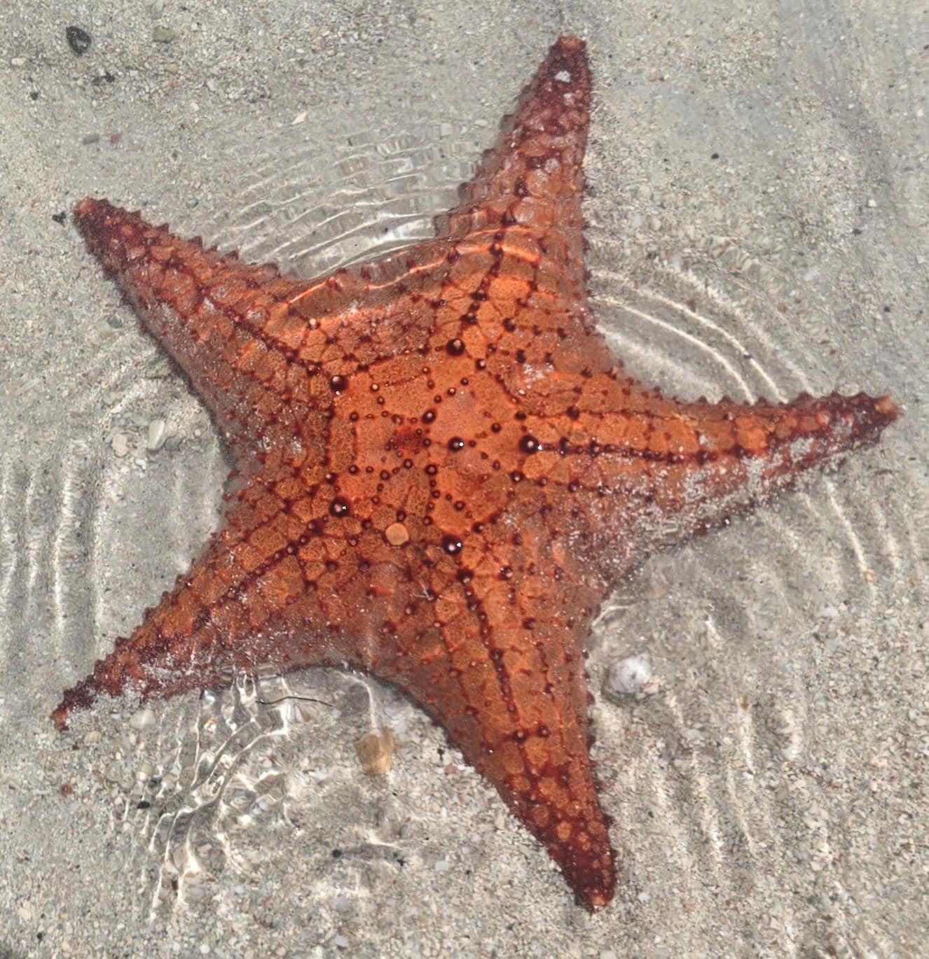 Starfish Point