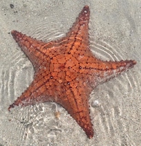 Starfish Point