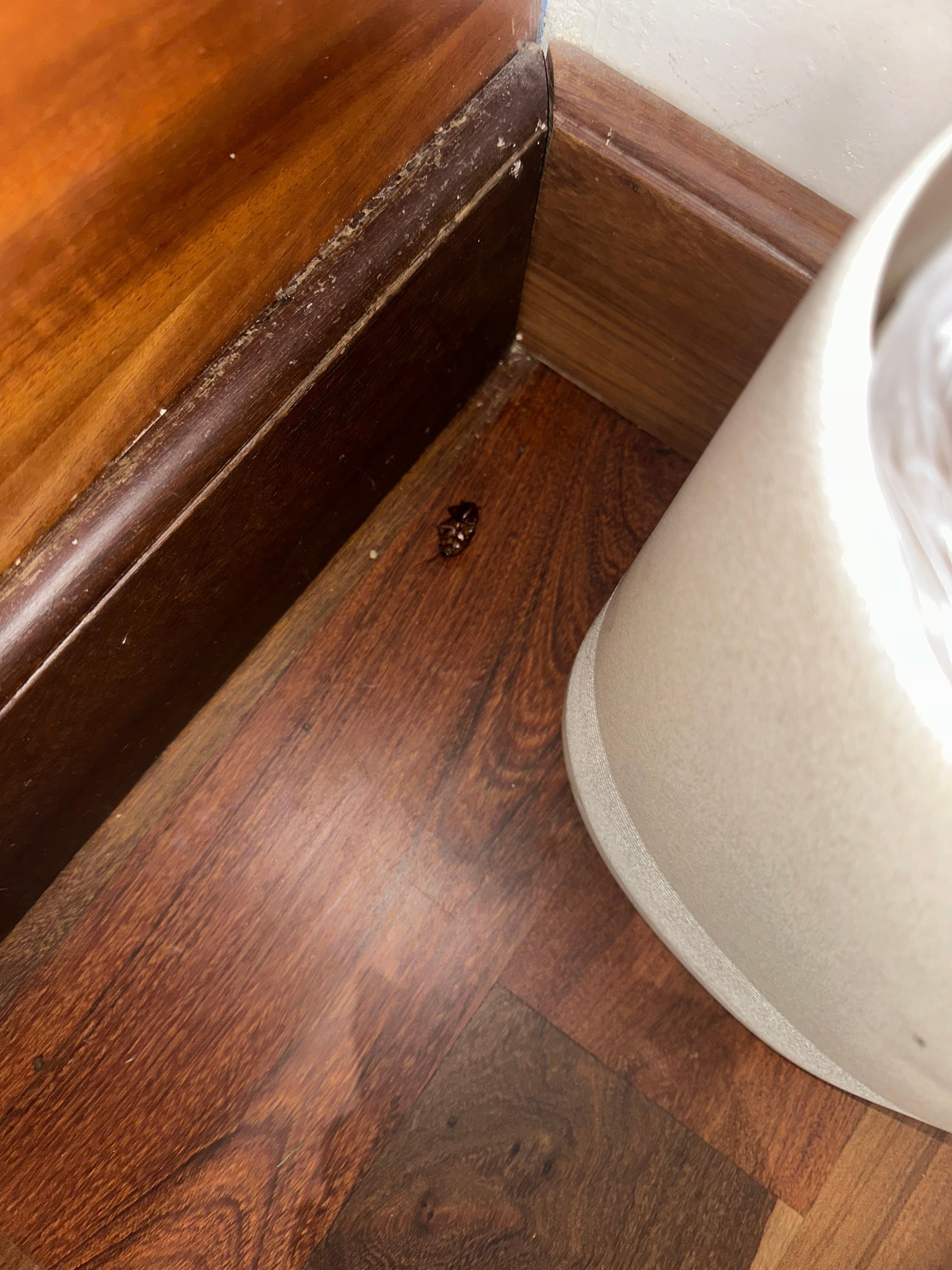 Cockroach that we killed by the couches trash. 