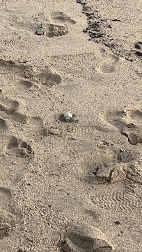 Turtle release at sunset!