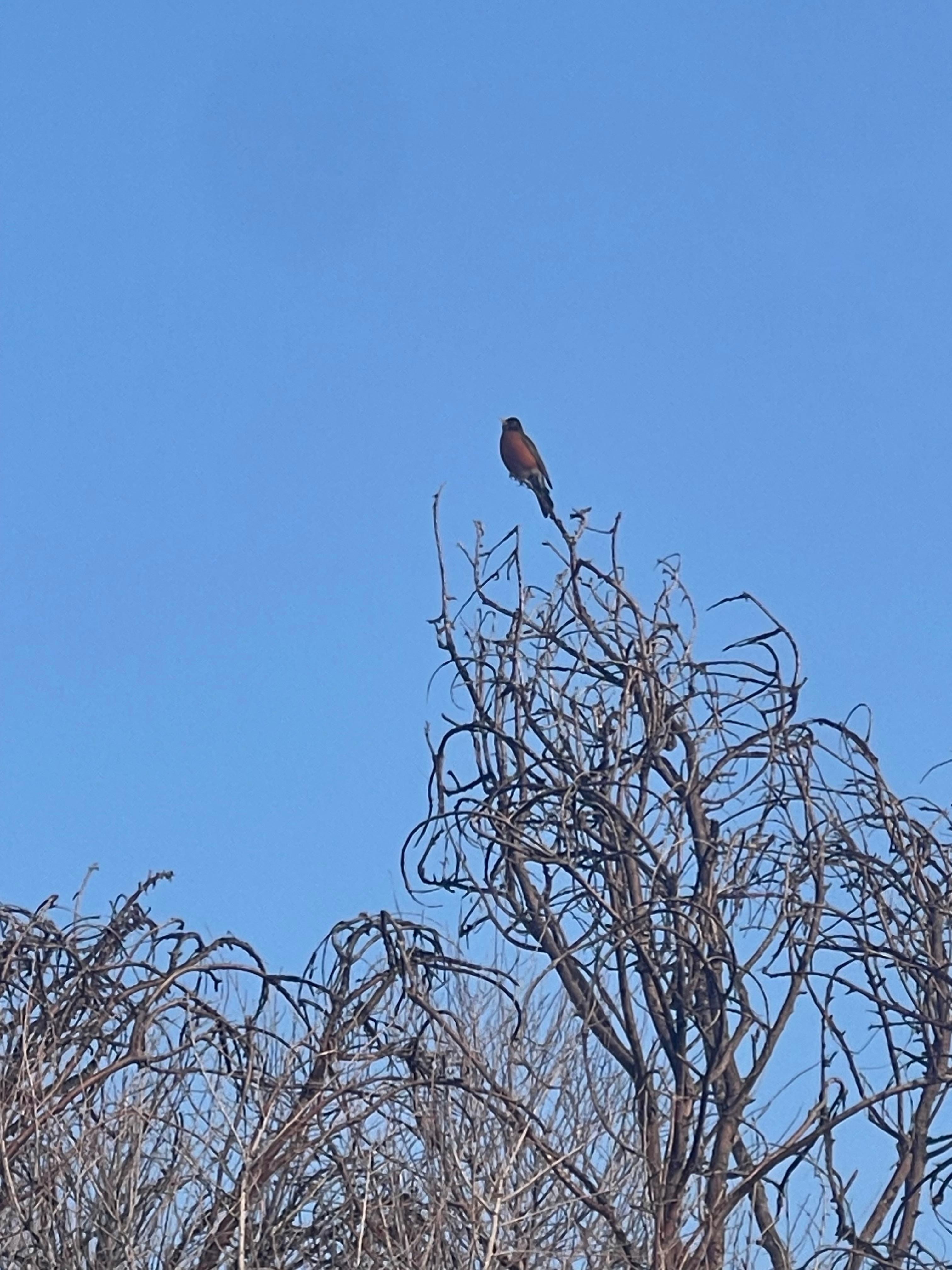 Early morning wildlife, also rabbits were everywhere along with a possible beaver by the parking lot area