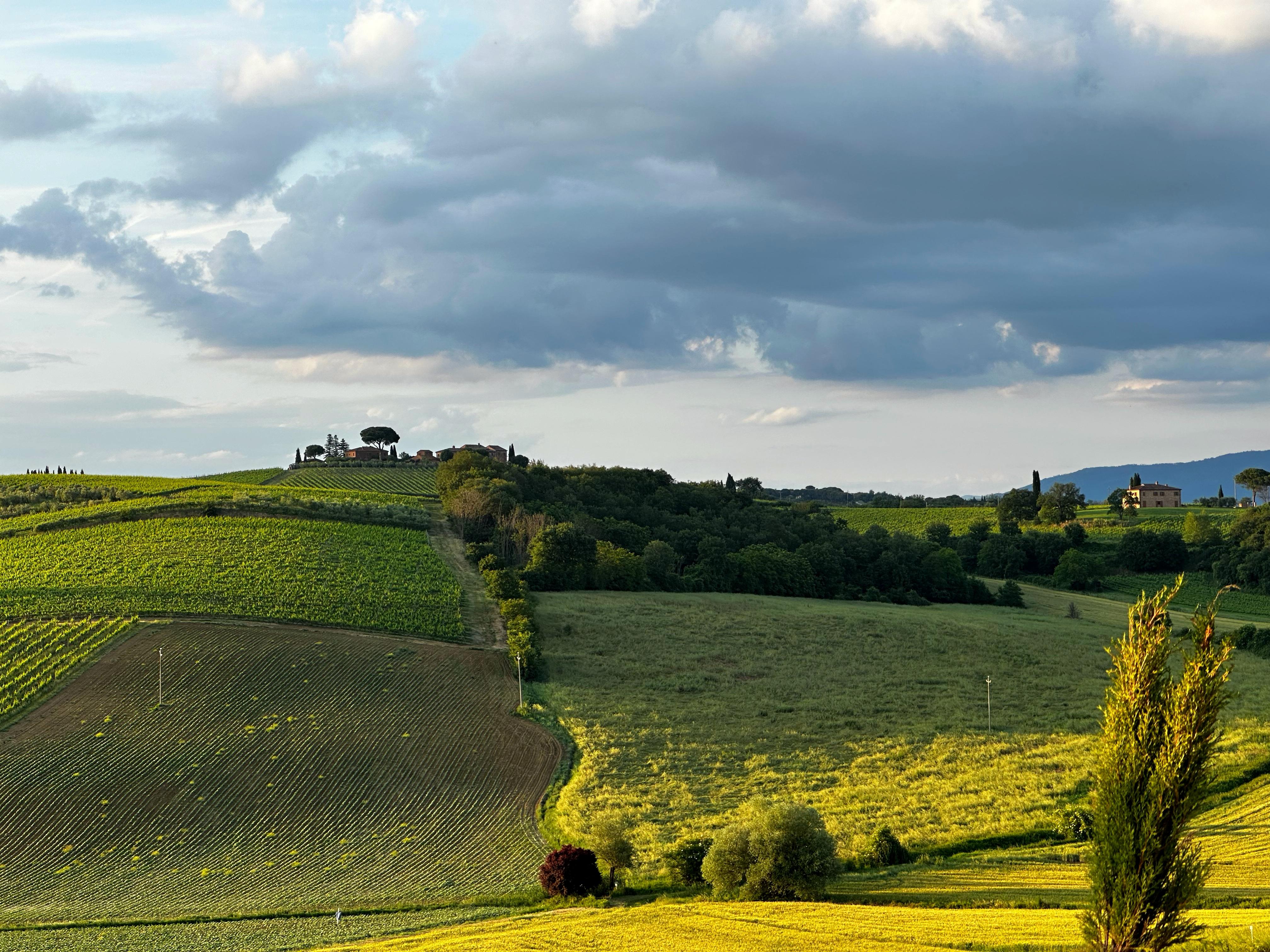 View over vineyards