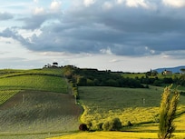 View over vineyards