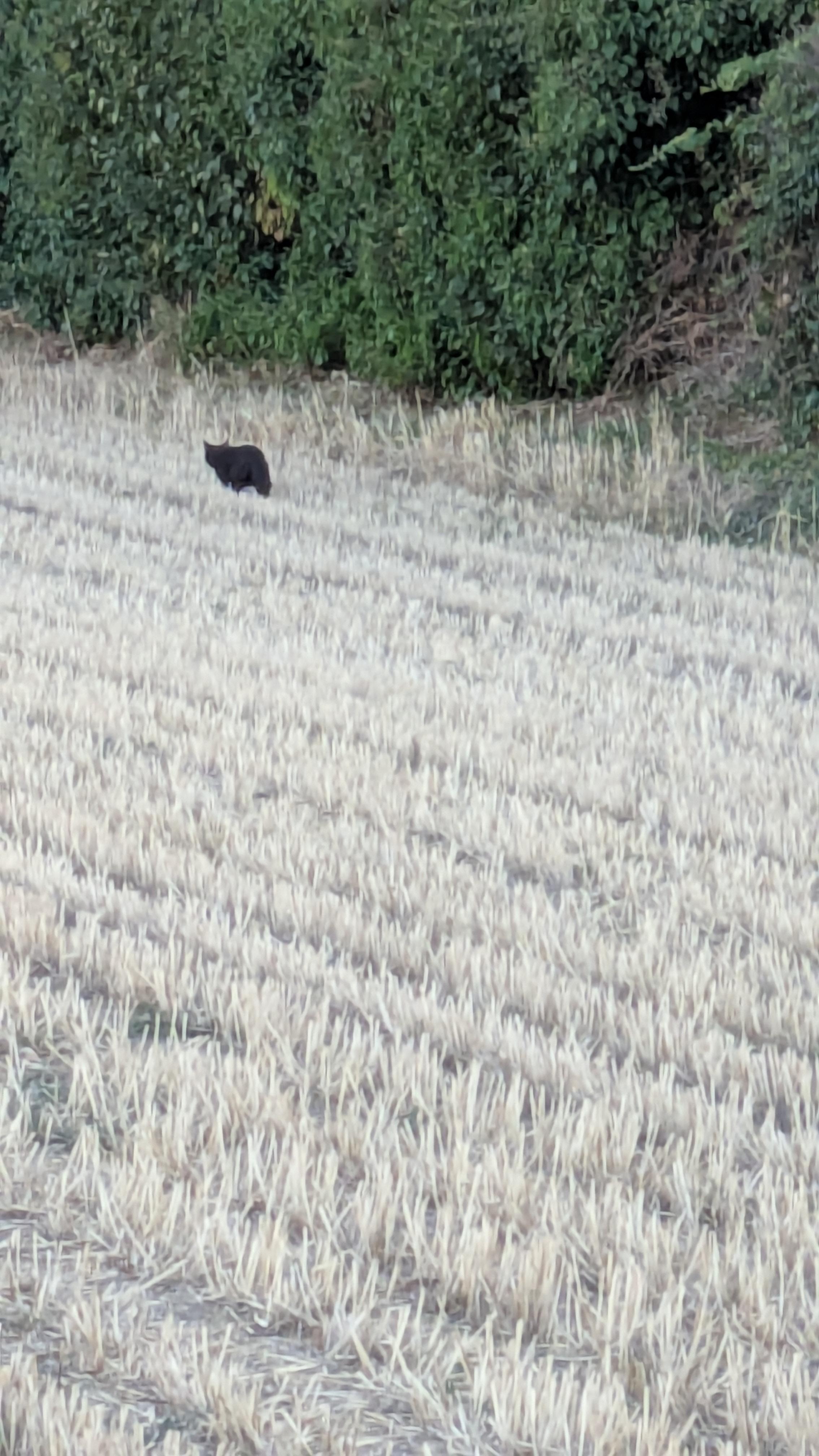 Little black kitten enjoying an explore in the farmers field behind hotel are
