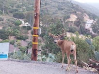 Local wildlife