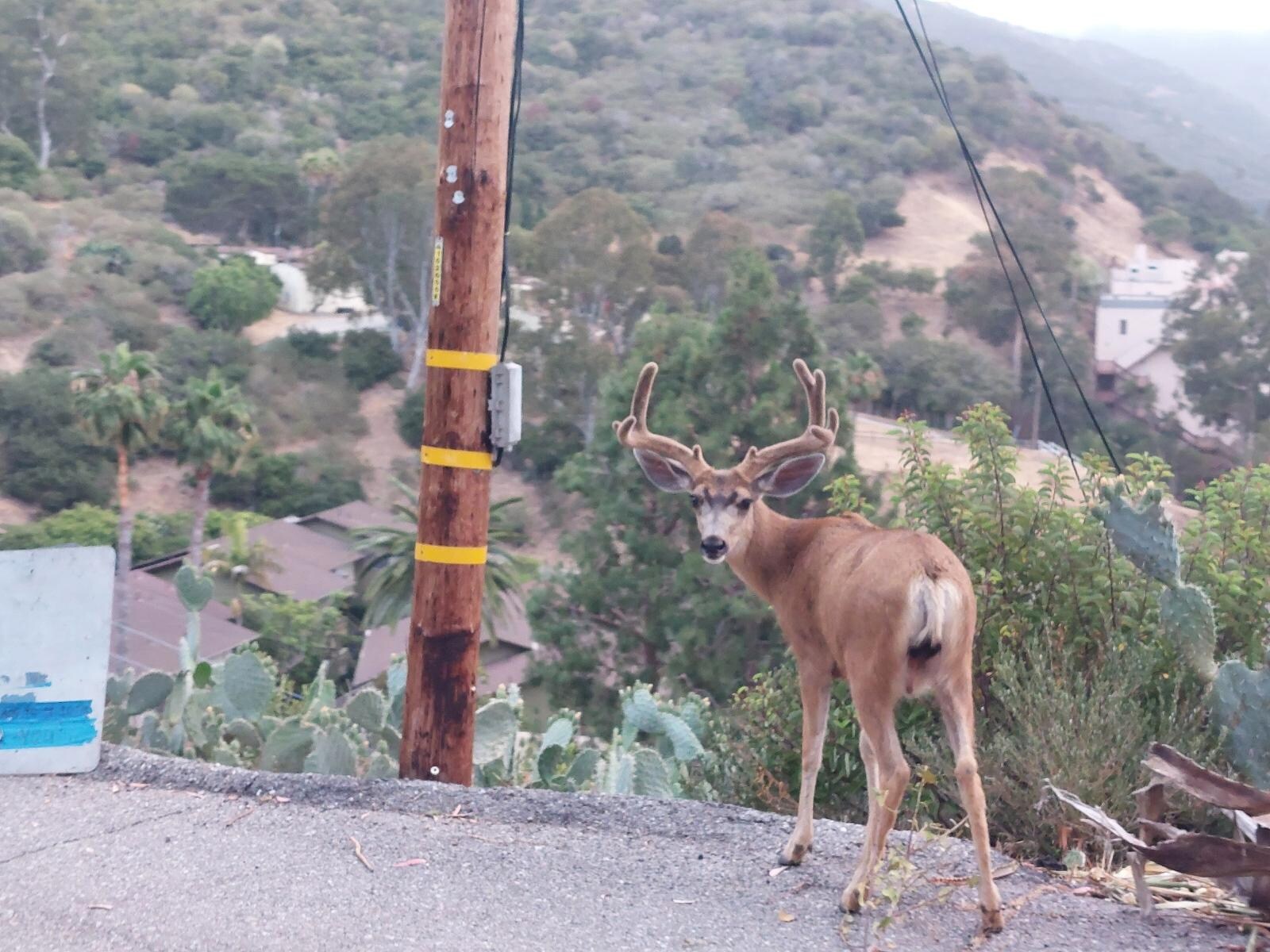 Local wildlife
