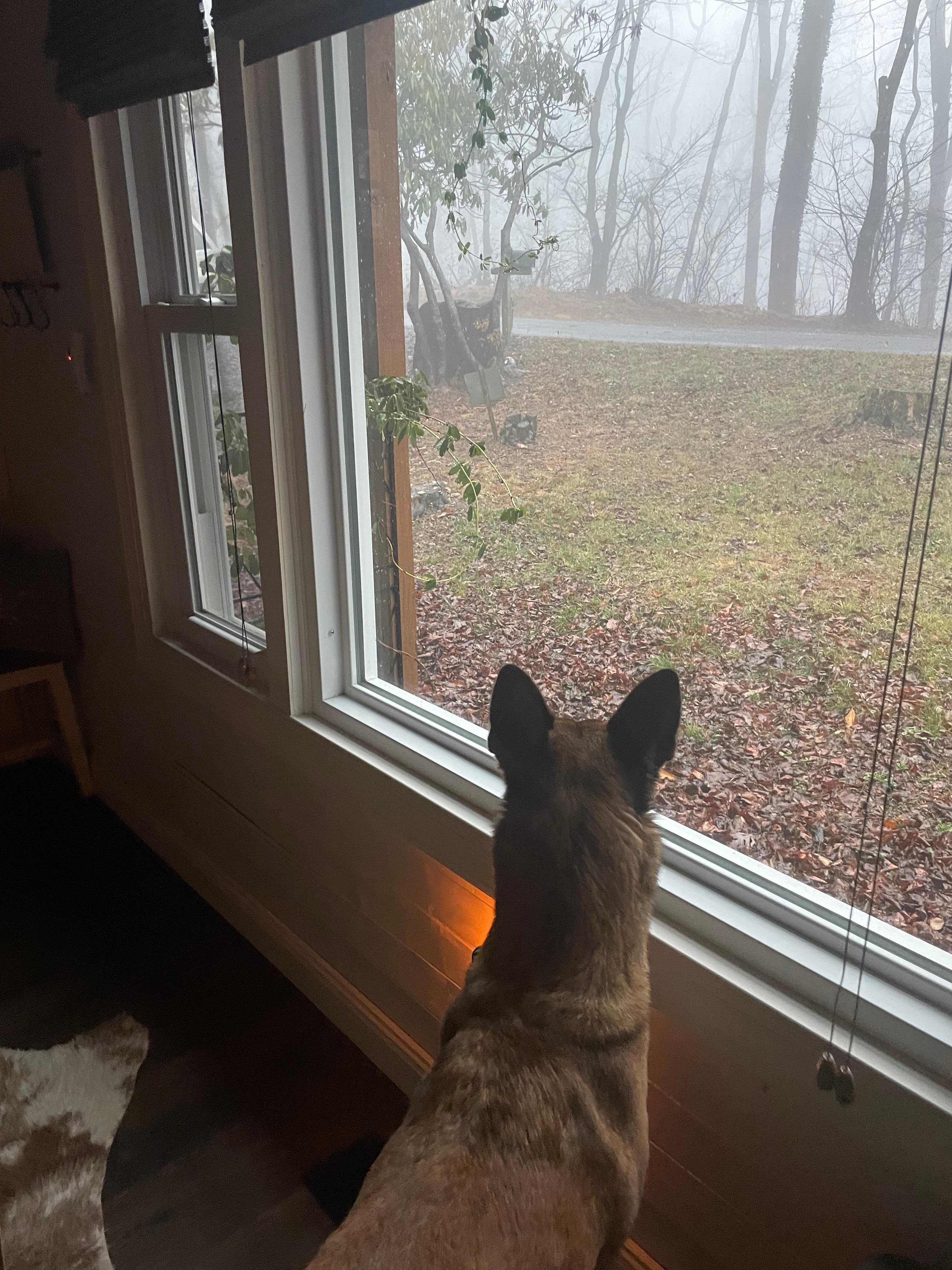 Perfect window height for nosey dogs! 