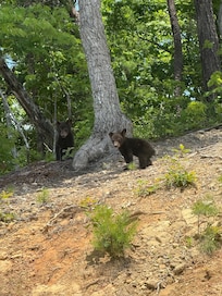 Cute bear cubs near the cabin