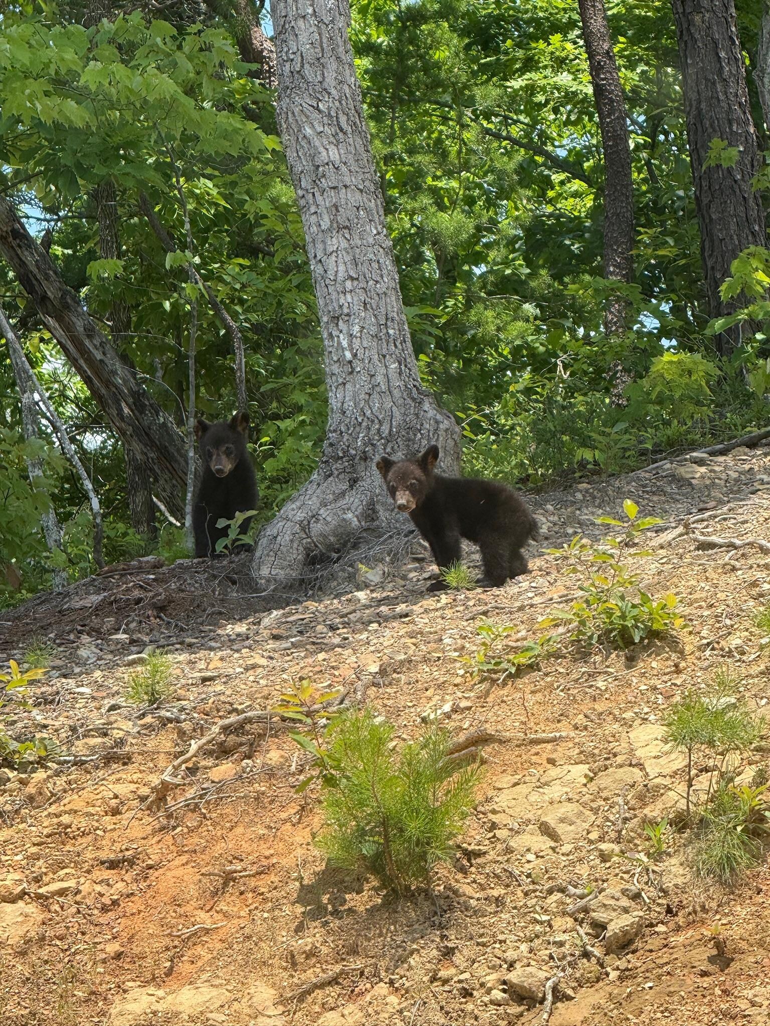 Cute bear cubs near the cabin