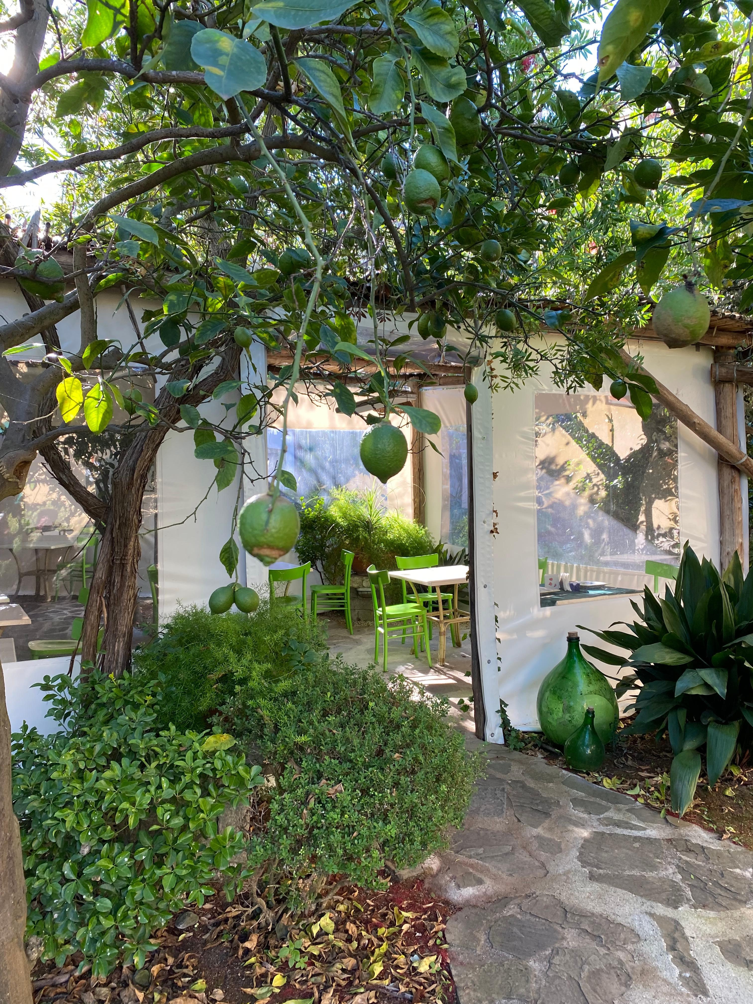 Breakfast amongst the fruit trees. 