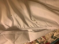 Bed bugs