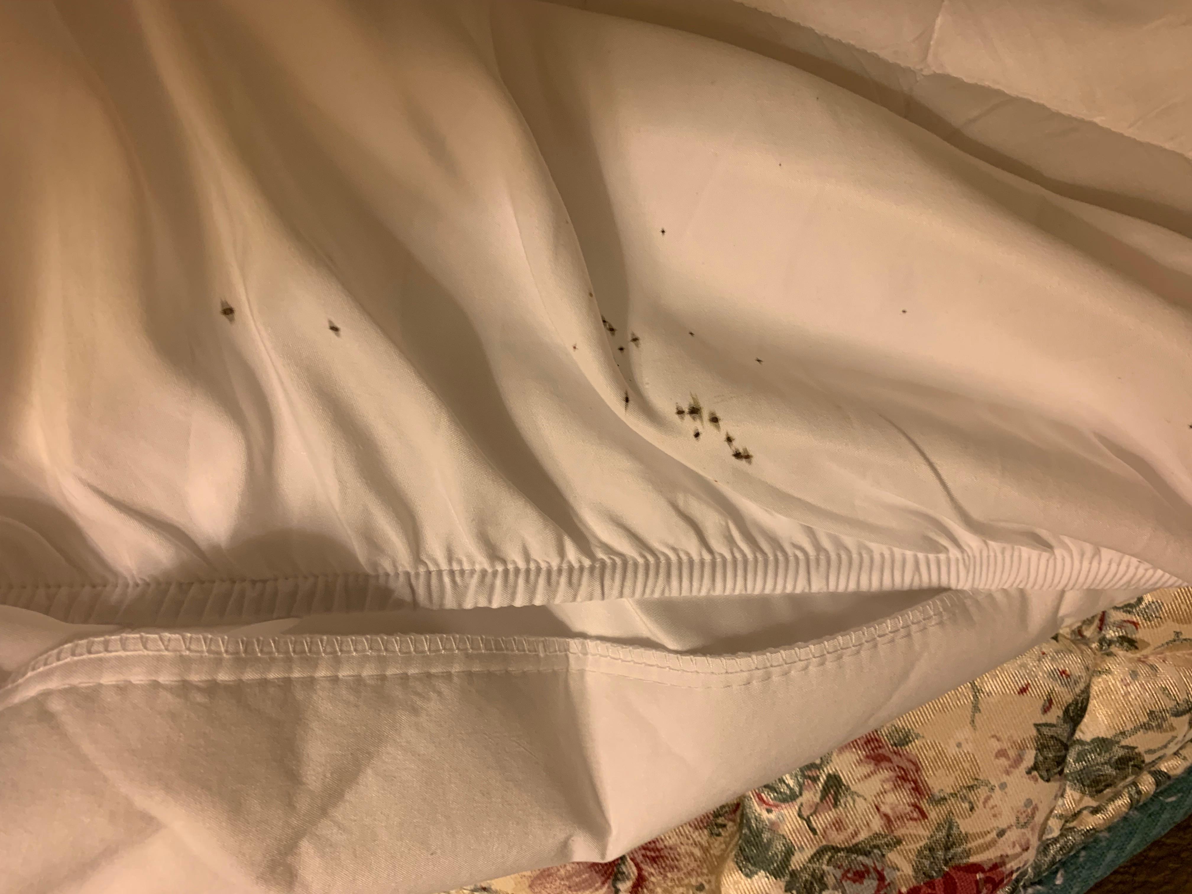 Bed bugs