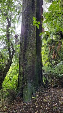 There are remnants of true forest giants in the area, you just have to walk a bit.