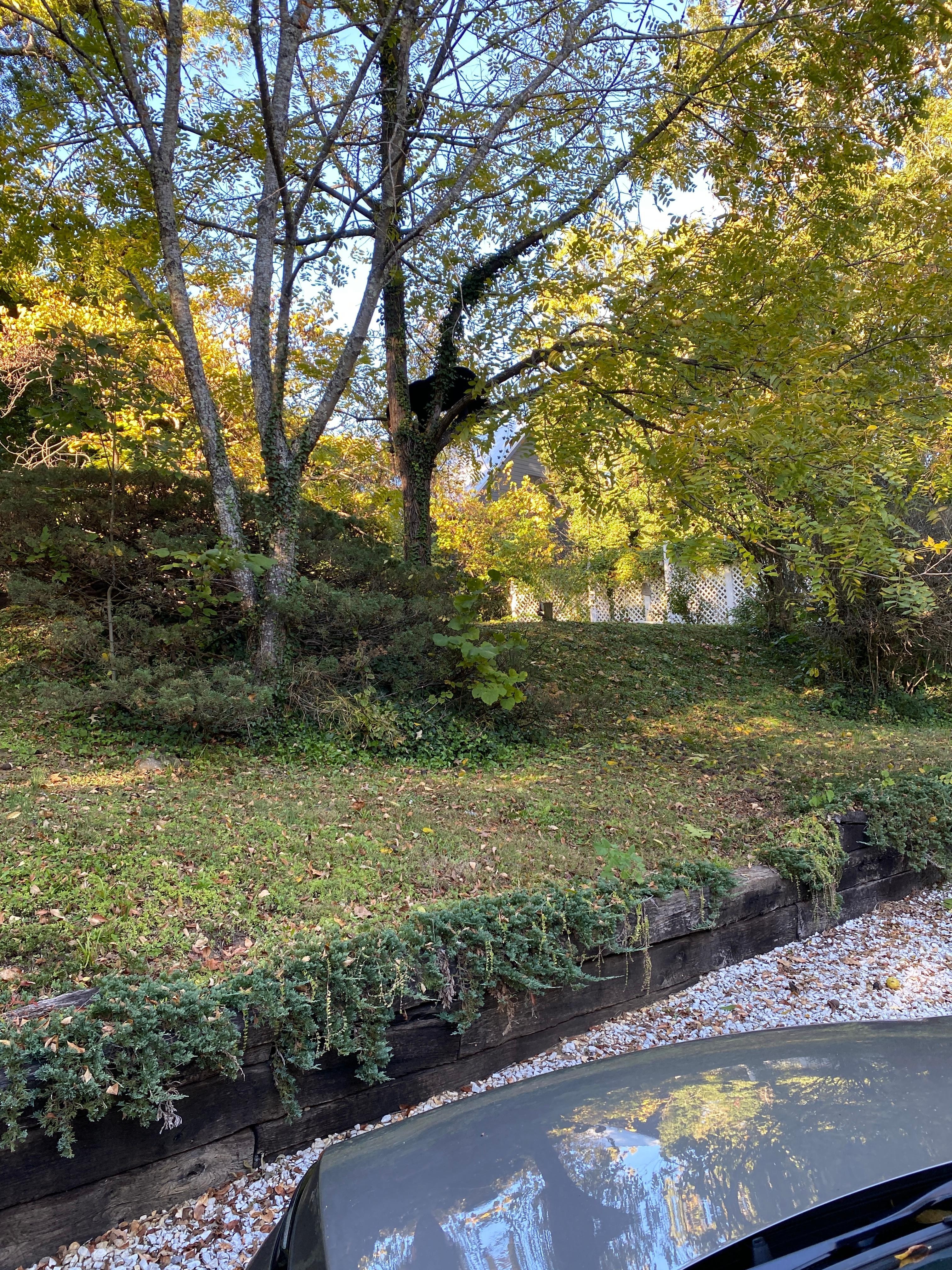 Black bear in the tree