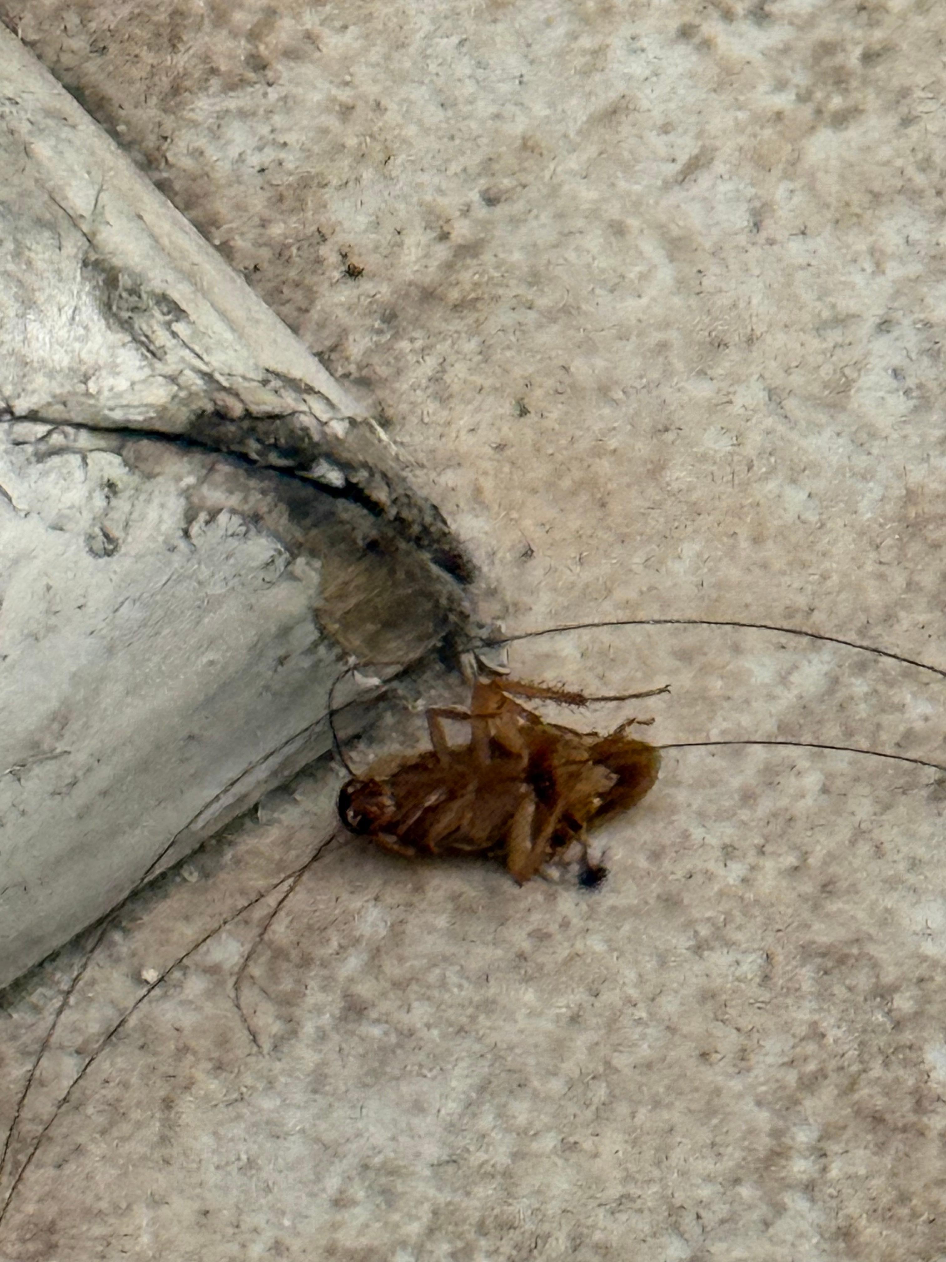 Cockro in new room we were moved to on 2nd floor.  The 3rd room. We check out was not good shape.