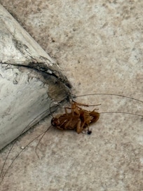 Cockro in new room we were moved to on 2nd floor. The 3rd room. We check out was not good shape.