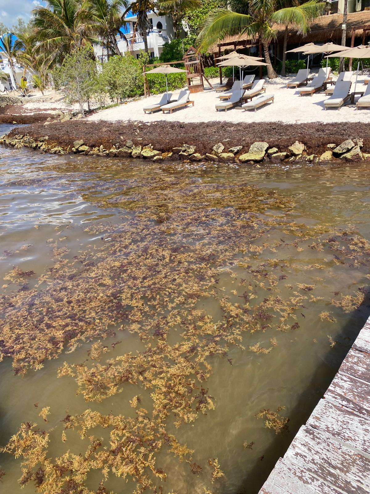 Seaweed