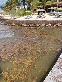 Seaweed