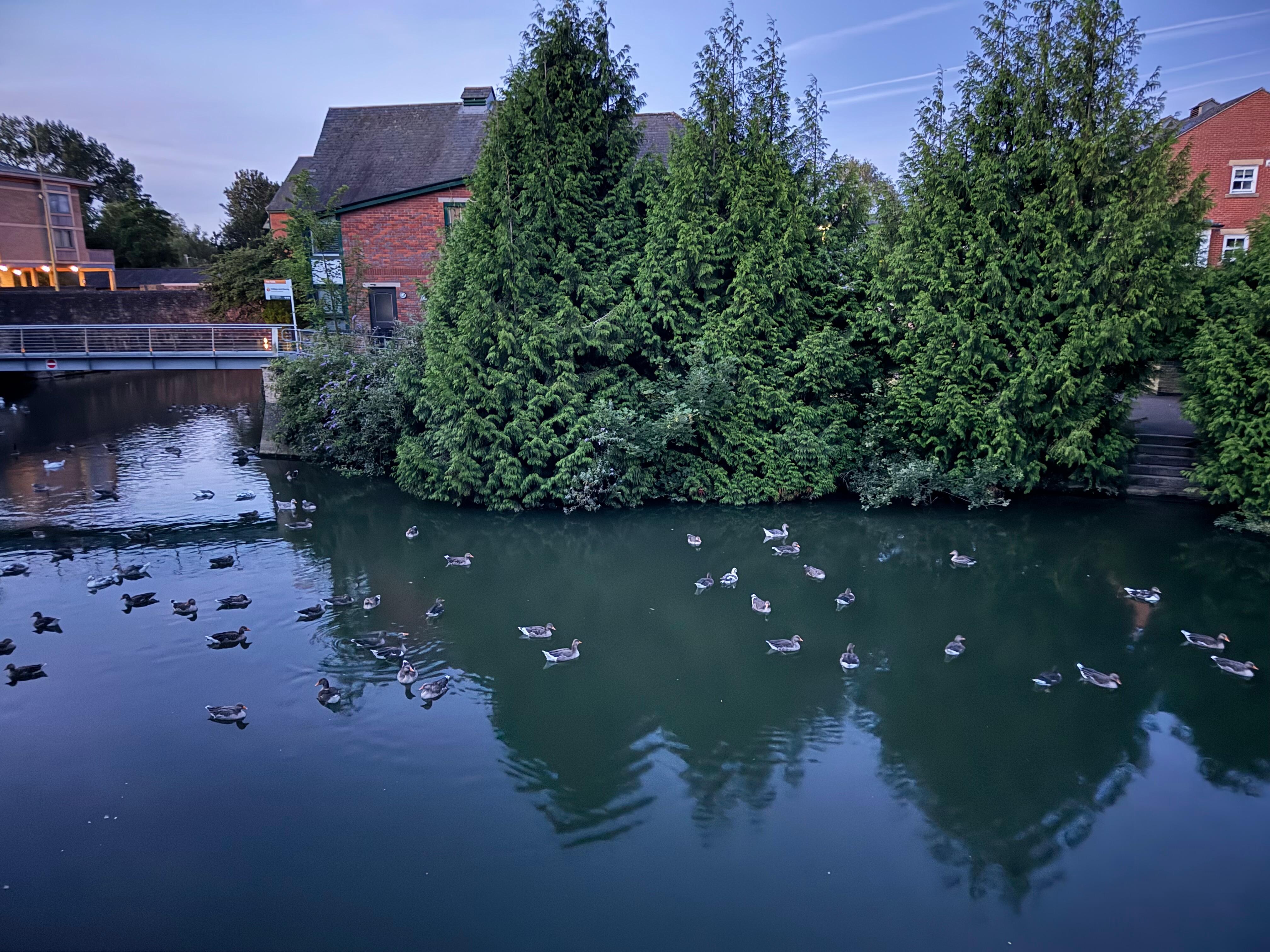 Geese gathering 