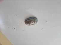 Lamp terrsd