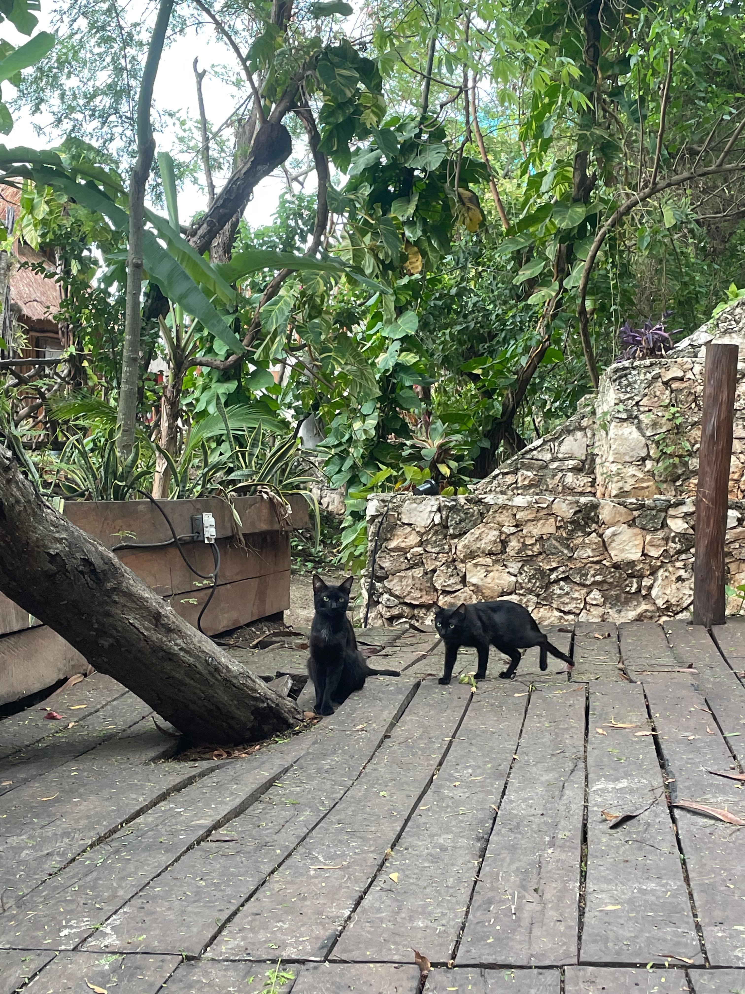 Wonderful structures and wonderful wildlife. Situated on a mangrove, enjoy the unique ecosystem!