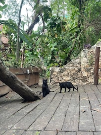Wonderful structures and wonderful wildlife. Situated on a mangrove, enjoy the unique ecosystem!