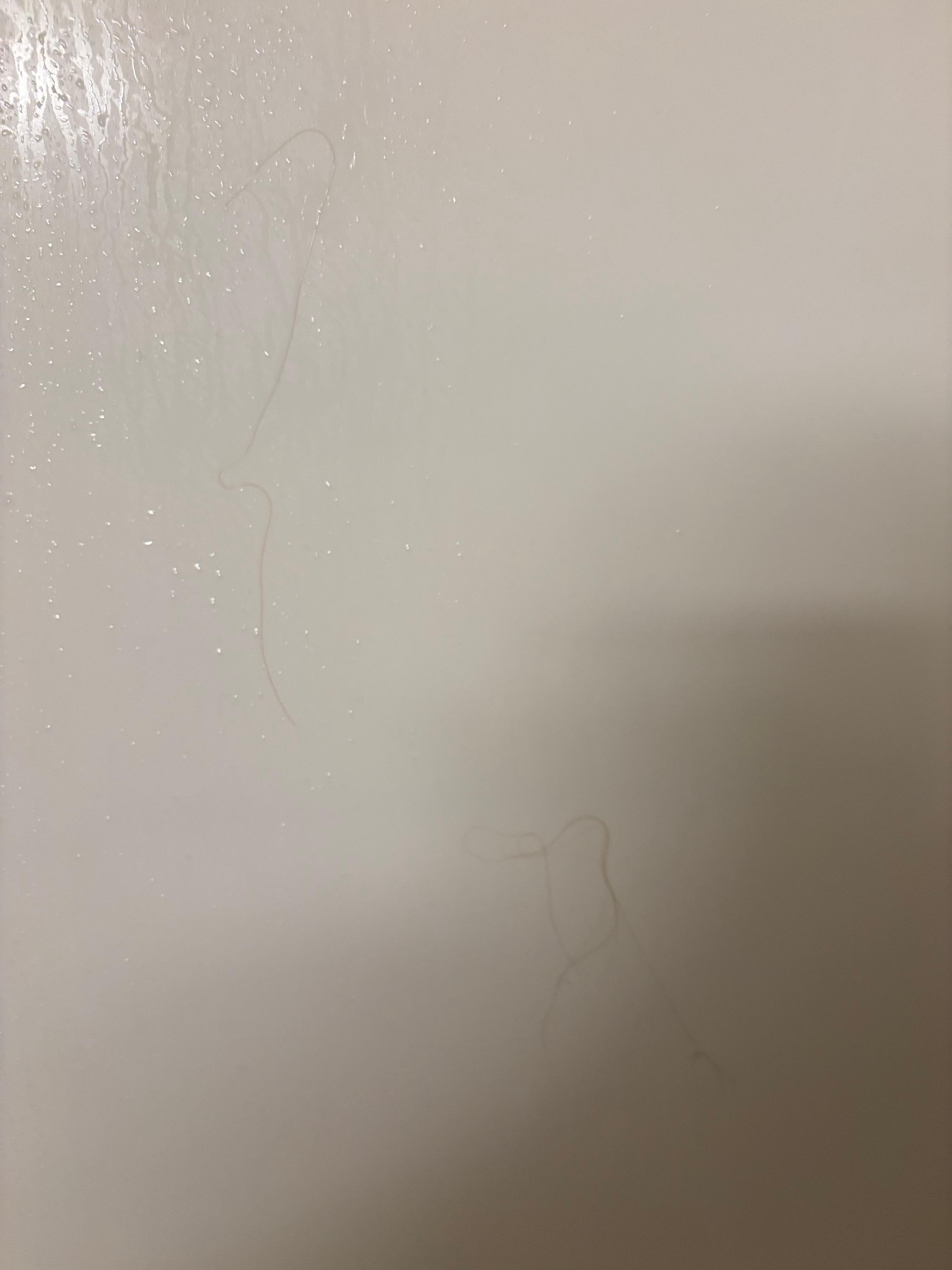 Hairs on shower wall